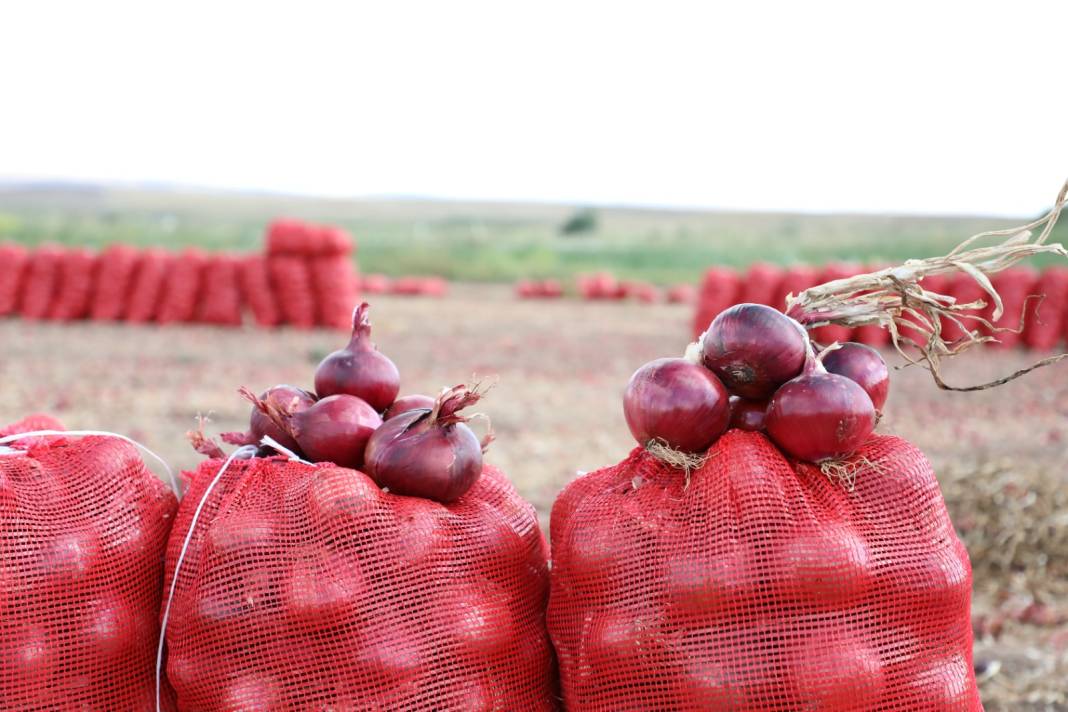 Alaca morunda hasat başladı: Türkiye'nin dört bir yanına ve yurt dışına yollanıyor 1